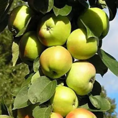 Яблоня ПРЕЗИДЕНТ колонновидная в Бресте