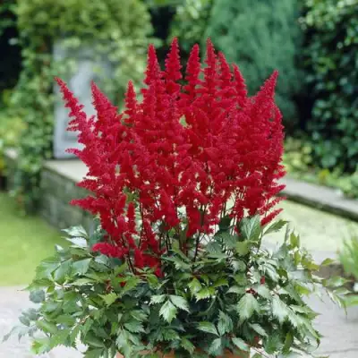 Астильба СПАРТАН Арендса в Бресте