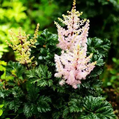 Астильба ЛИЛИПУТ курчавая в Бресте