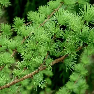 Лиственница европейская в Бресте