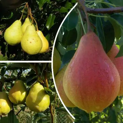 Комплект ТРИ ГРАЦИИ в Бресте