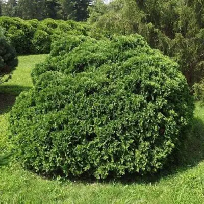 Туя УМБРАКУЛИФЕРА западная в Бресте