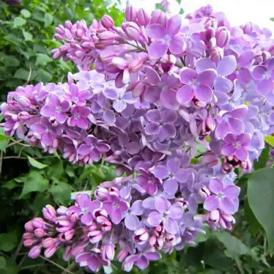 Сирень ОЛЯ в Бресте