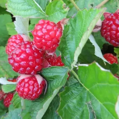 Ежемалина РЕД ДАЙМОНД в Бресте