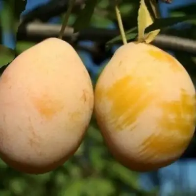 Слива ВАШИНГТОН в Бресте