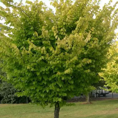 Вяз обыкновенный в Бресте