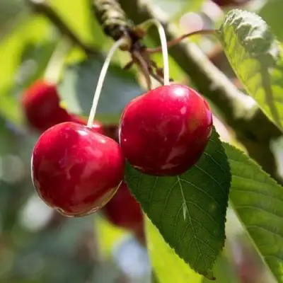 Черешня ТЕРЕМОШКА в Бресте
