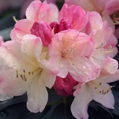 Рододендрон ПЕРСИ ВАЙСМАН в Бресте