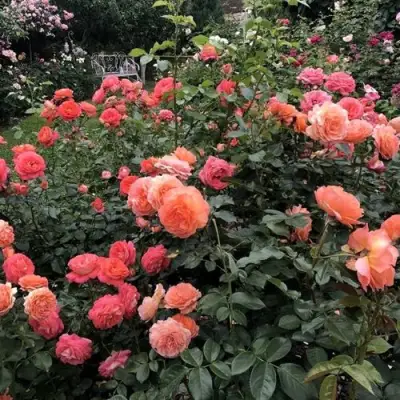 Роза БЕЛЬВЕДЕР шраб в Бресте