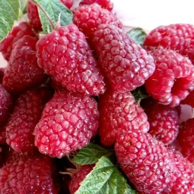 Малина КАСКАД ДЕЛАЙТ в Бресте