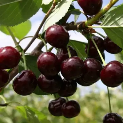 Вишня СВЕРДЛОВЧАНКА степная в Бресте