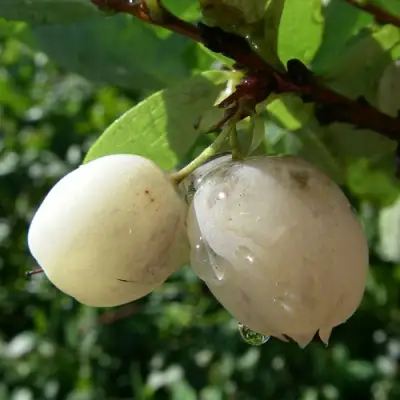 Голубика СНЕГУРОЧКА в Бресте