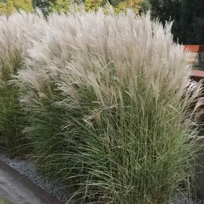 Мискантус КЛЯЙН СИЛЬБЕРСПАЙН китайский  в Бресте