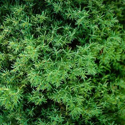 Туя ТЕДДИ западная в Бресте