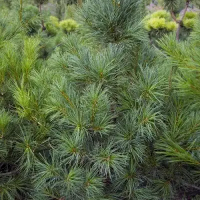 Сосна АРМАНДИ в Бресте
