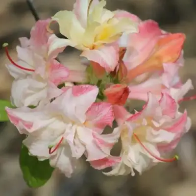 Азалия КЭННОНС ДАБЛ листопадная в Бресте