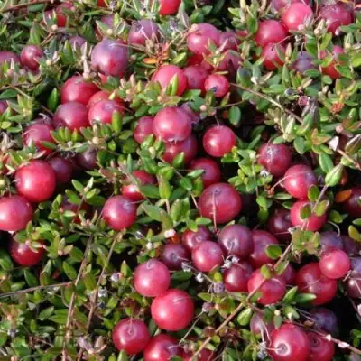 Клюква БЕН ЛИР в Бресте