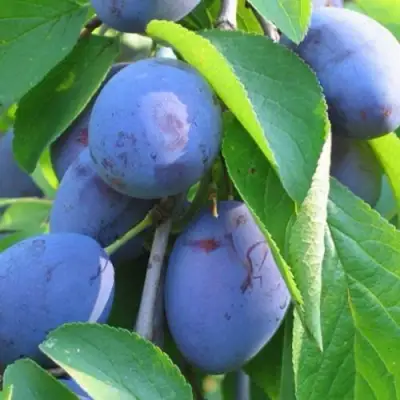 Слива ПЕРДРИГОН в Бресте