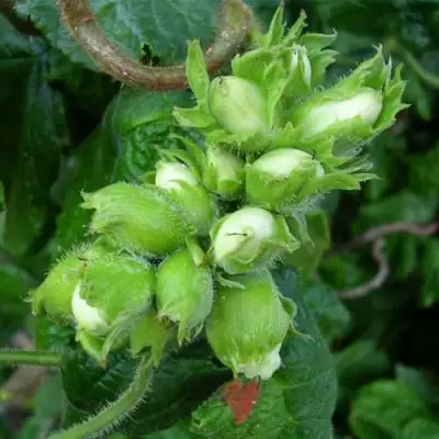 Фундук ВЕББА ЦЕННЫЙ в Бресте