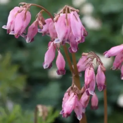 Дицентра изящная в Бресте