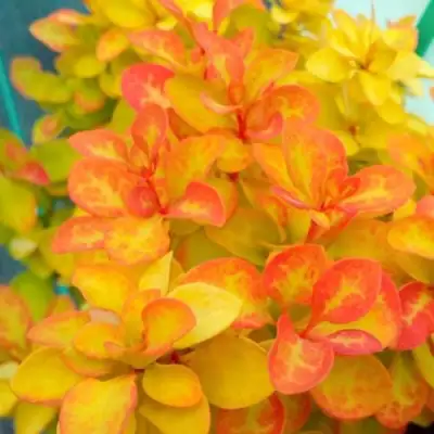 Барбарис САММЕР САНСЕТ тунберга в Бресте