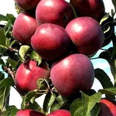 Яблоня СОЗВЕЗДИЕ колонновидная в Бресте