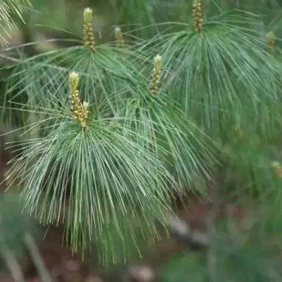 Сосна АРМАНДИ в Бресте