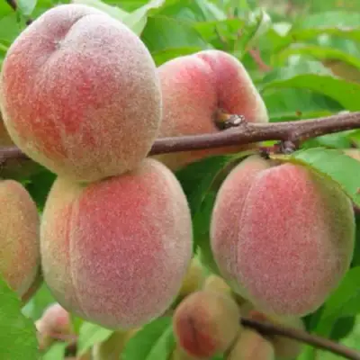 Персик ЕЛГАВСКИЙ в Бресте