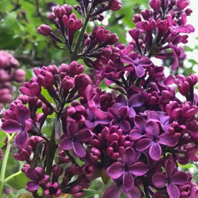 Сирень ЛЮДВИГ ШПЕТ в Бресте