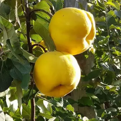 Айва МАРИЯ в Бресте