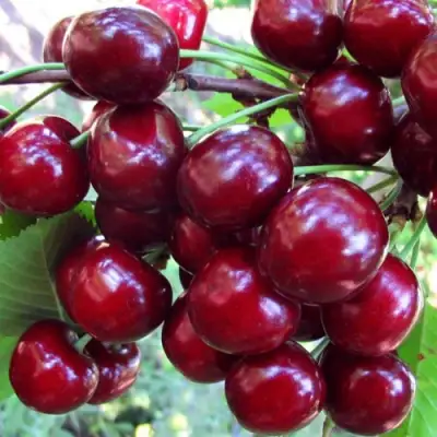 Вишня ЖУКОВСКАЯ в Бресте