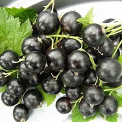 Смородина чёрная ТИТАНИЯ в Бресте