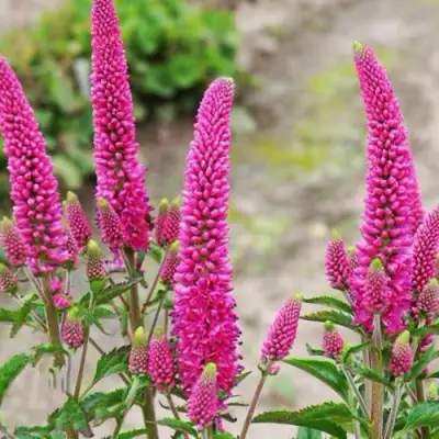 Вероника ФЕРСТ ЛАВ длиннолистная в Бресте