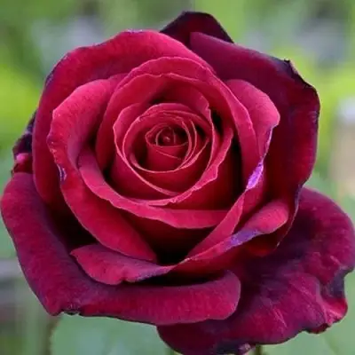 Роза ПАПА МЕЙЯН чайно-гибридная в Бресте