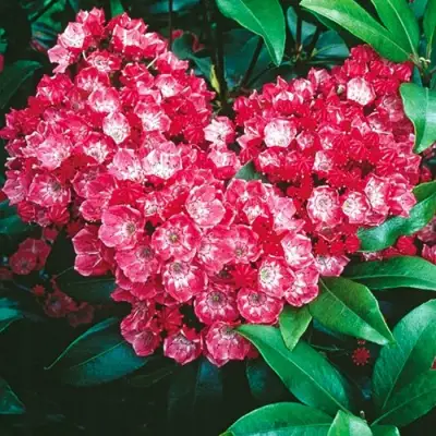 Кальмия КАРДИНАЛ в Бресте