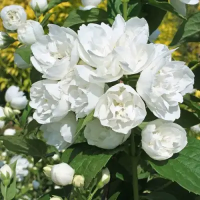 Жасмин махровый в Бресте