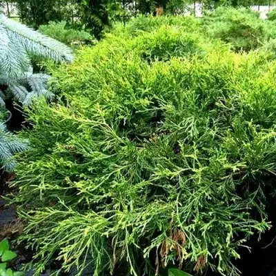 Кипарисовик ФИЛИФЕРА АУРЕА ВАРИЕГАТТА горохоплодный в Бресте