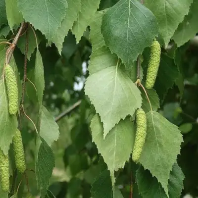 Береза бородавчатая в Бресте