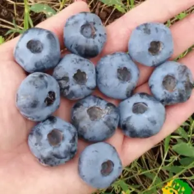 Голубика ЧАНДЛЕР в Бресте