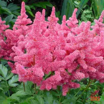 Астильба БОНН японская в Бресте