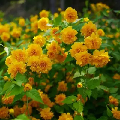 Керрия японская ПЛЕНИФЛОРА в Бресте