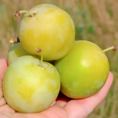 Слива РЕНКЛОД ранний в Бресте