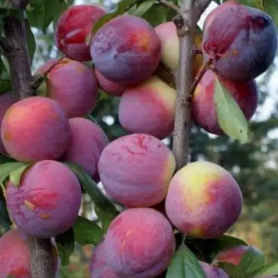 Слива ИМПЕРИАЛ колонновидная в Бресте