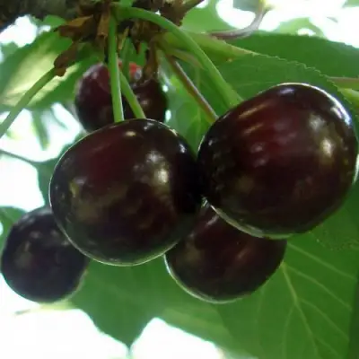 Дюк КСЕНИЯ (ЧЕРЕВИШНЯ) в Бресте