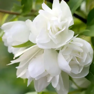 Жасмин МАНТО Д’ЭРМИН в Бресте