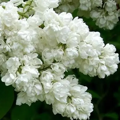 Сирень ПАМЯТЬ О КОЛЕСНИКОВЕ в Бресте