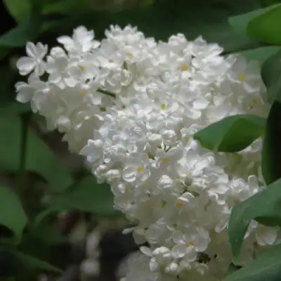 Сирень РУССКИЙ СЕВЕР в Бресте