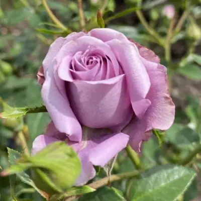 Роза БИЛОНА спрей в Бресте