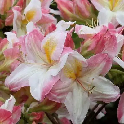 Азалия САТОМИ японская в Бресте