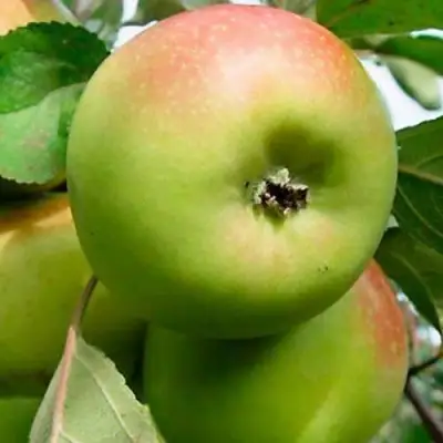 Яблоня БРАТ ЧУДНОГО стелющаяся в Бресте